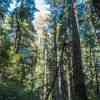 Big Basin Redwoods