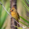 Cardinal female