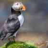 Puffins