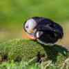 Puffins