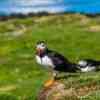 Puffins