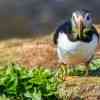 Puffins