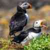 Puffins