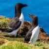 Razorbills