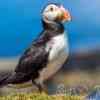 Puffins