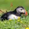 Puffins