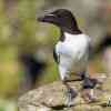 Razorbill