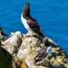 Razorbill