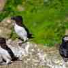 Razorbills and Puffin