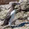 Guillemot