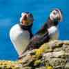 Puffins