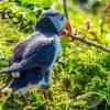 Puffins