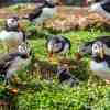 Puffins