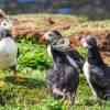 Puffins