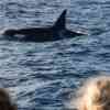Orca