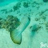 Oyster Stacks Ningaloo