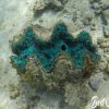 Oyster Stacks Ningaloo