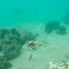 Oyster Stacks Ningaloo