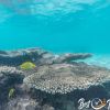 Oyster Stacks Ningaloo