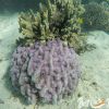 Oyster Stacks Ningaloo