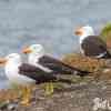 SEa Gulls