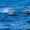 Pilot Whales