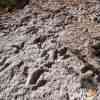 Dinosaur Tracks