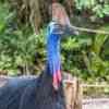 Cassowary