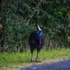 Cassowary