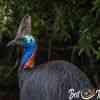 Cassowary