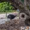 Cassowary