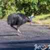 Cassowary