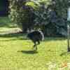 Cassowary