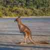 Cape Hillsborough