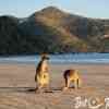 Kangaroos on beach