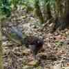 Lyer Bird