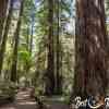 Redwoods