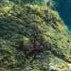 sea star