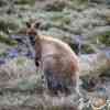 Pademelon with thick fur