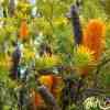 Banksia