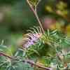 Banksia