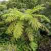 Fern Tree