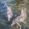 Dolphins