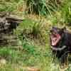 Tasmanian Devil