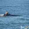 Southern Right Whales