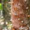 Thorns at a tree for Protection