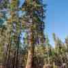 Yosemite