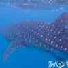 Whale Shark