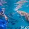 Nurse Sharks