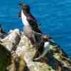 Puffin and Razorbill